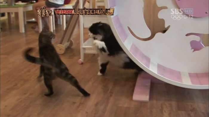 흥미로운 고양이들의 세계 | 인스티즈