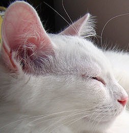 잠 많은 하얀 고양이의 아침 ㅋㅋㅋㅋㅋㅋ | 인스티즈