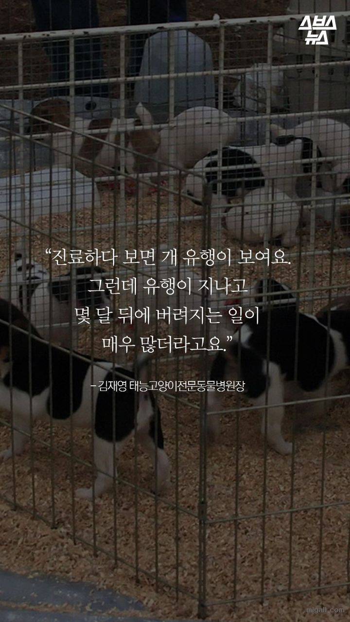 개들도 유행을 탄다.JPG | 인스티즈