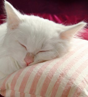 잠 많은 하얀 고양이의 아침 ㅋㅋㅋㅋㅋㅋ | 인스티즈