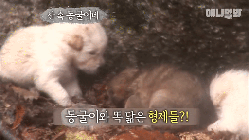 북한산 바위 틈에서 구조된 인절미들ㅠㅠㅠㅠㅠㅠ.gif | 인스티즈