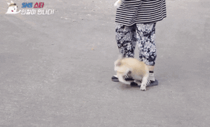 절미가 커버려서 좋아요 누르기 망설여진다는 댓글에 절미 언니 | 인스티즈