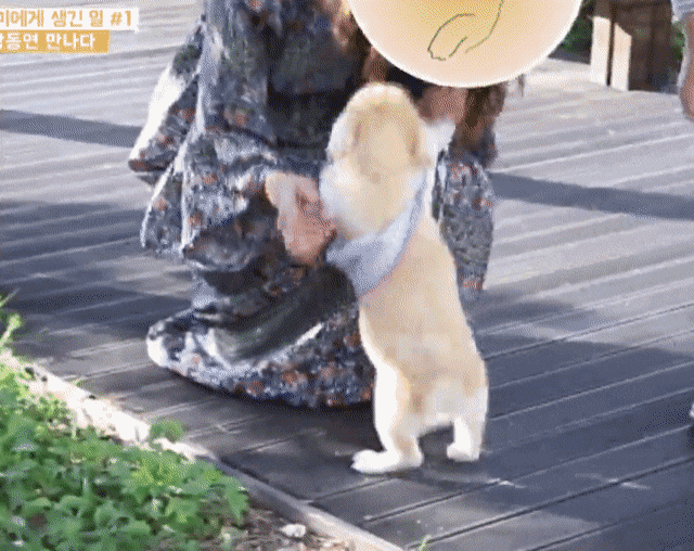 절미가 커버려서 좋아요 누르기 망설여진다는 댓글에 절미 언니 | 인스티즈