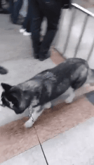 여행 다녀온 주인 반기는 댕댕이 | 인스티즈