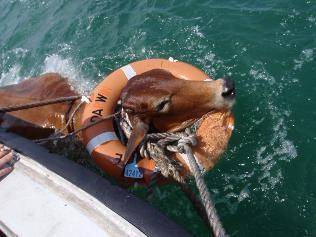 물에 들어간 소는? | 인스티즈