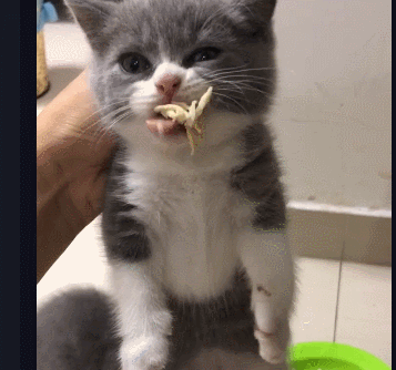 먹을때 소리내냥 | 인스티즈