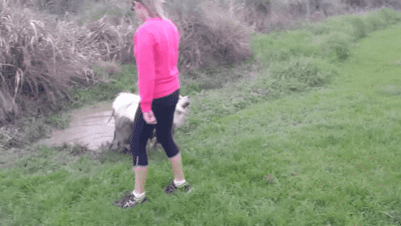 사모예드.. 대참사... | 인스티즈