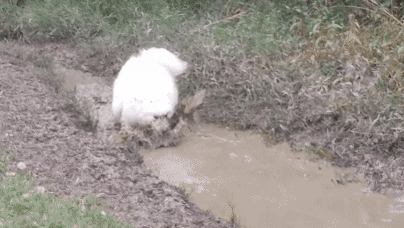 사모예드.. 대참사... | 인스티즈