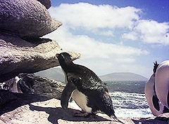 가끔 자기가 날 수 있다고 착각하는 동물.gif | 인스티즈