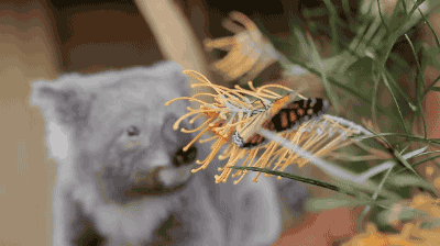 나비가 신기한 새끼 코알라.gif | 인스티즈