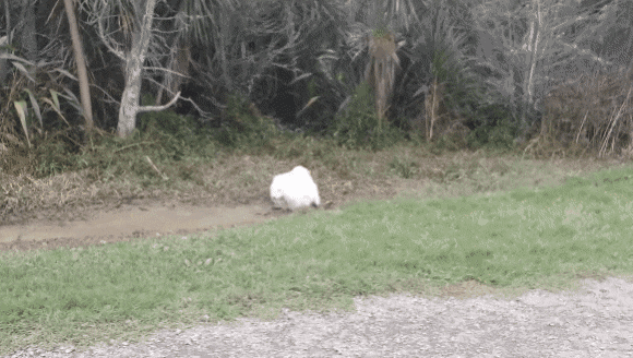 사모예드.. 대참사... | 인스티즈