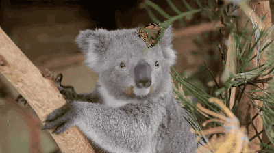 나비가 신기한 새끼 코알라.gif | 인스티즈
