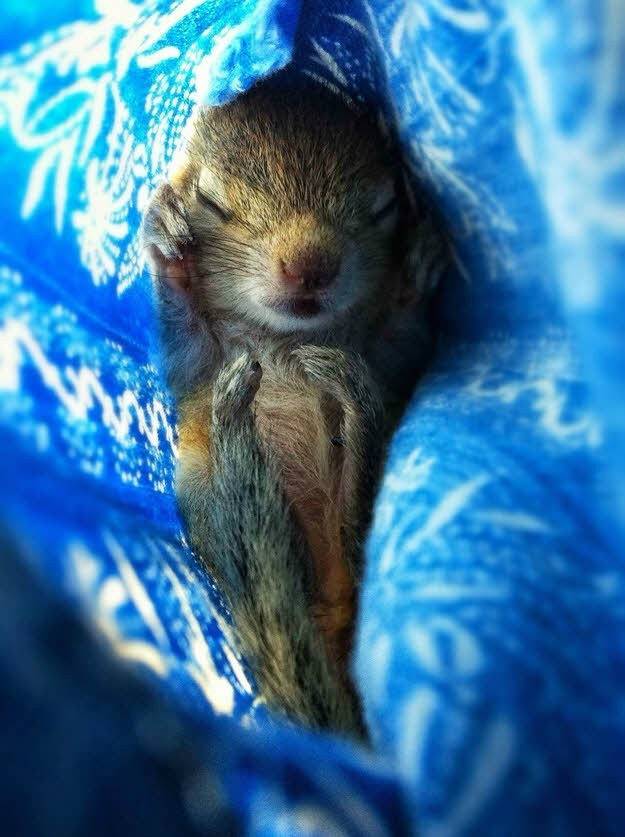 다람쥐의 귀여움에 대한 고찰.jpg | 인스티즈