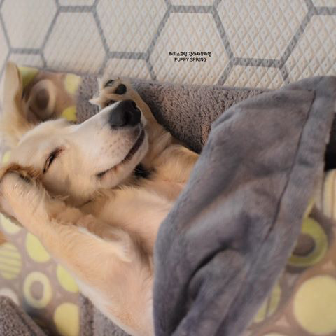 일산 강아지 유치원의 낮잠 시간 | 인스티즈