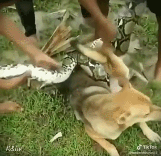 뱀에게 잡힌 댕댕이 gif | 인스티즈