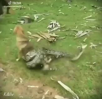뱀에게 잡힌 댕댕이 gif | 인스티즈