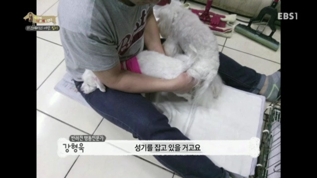 교배 업체에 보낸 후 사나워진 강아지 릴리 | 인스티즈