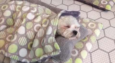 일산 강아지 유치원의 낮잠 시간 | 인스티즈