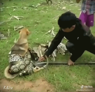뱀에게 잡힌 댕댕이 gif | 인스티즈