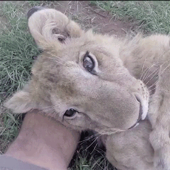 끼부리는 사자.gif | 인스티즈