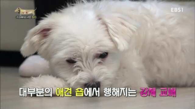 교배 업체에 보낸 후 사나워진 강아지 릴리 | 인스티즈