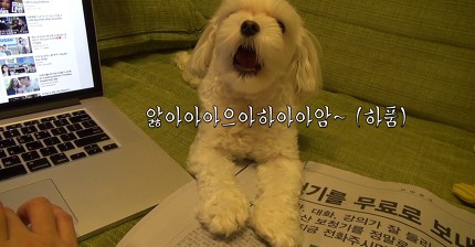 [더빙] 놀아달라고 떼쓰는 강유미네 강아지 마쵸/심장주의^^/ | 인스티즈