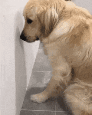 주인아 내가 사고 좀 쳐서 미안하다....gif | 인스티즈