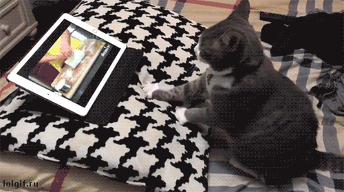 고양이 꾹꾹이 모음 | 인스티즈