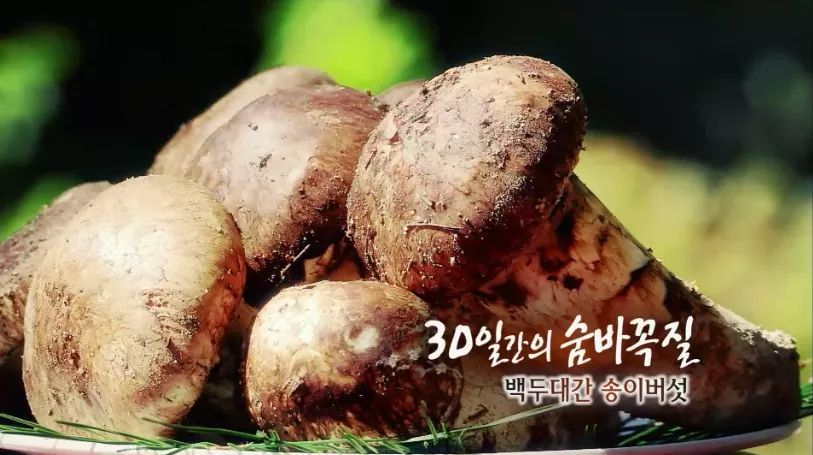 한국인의 밥상 - 백두대간 송이버섯 | 인스티즈