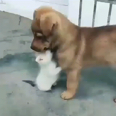 댕댕이가 좋은 새끼냥이.gif | 인스티즈