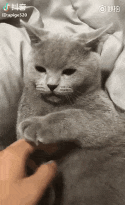 고양이 배 만지는 법 | 인스티즈