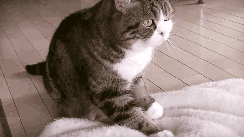 고양이 꾹꾹이 모음 | 인스티즈