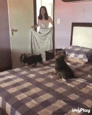 주인이 사라지는 마술을 본 개.gif | 인스티즈