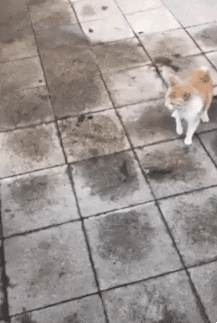 고양이 장풍의 위력 | 인스티즈