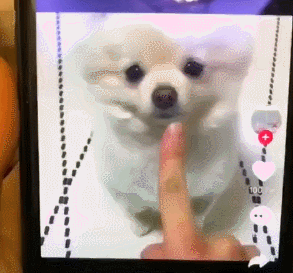 애교부리는 강아지.gif | 인스티즈