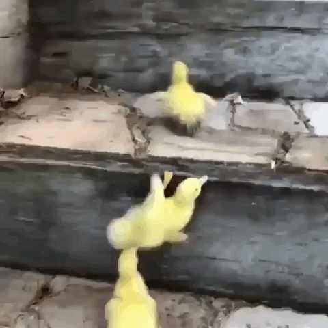 계단 올라가는 오리들 🐥🐥🐥 | 인스티즈
