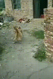 강아지 싸움 말리는(?) 고양이 | 인스티즈