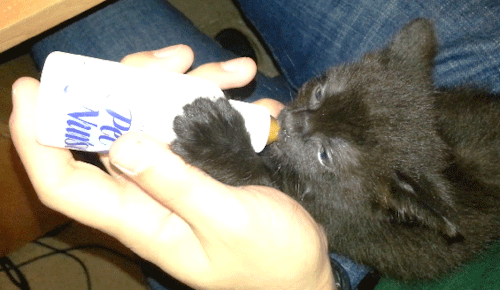 열일하는 고양이 안테나 | 인스티즈