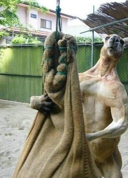 캥거루는 니가 생각하는것만큼 귀여운 동물이 아니야 | 인스티즈