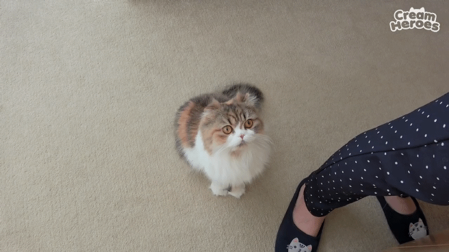 아기 고양이의 놀라운 점프력.gif | 인스티즈