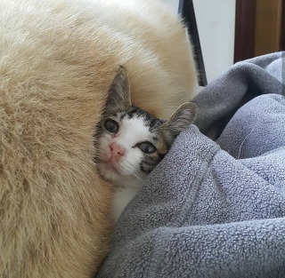 허스키의 고양이 육아일기 | 인스티즈