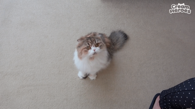 아기 고양이의 놀라운 점프력.gif | 인스티즈