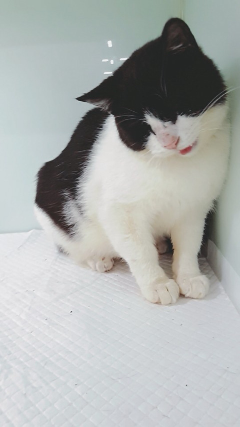 유기묘 까미와 모모 입양.임보처 구해~! 추운데 다시 방생하면 또 아플지몰라ㅠㅠㅠ | 인스티즈