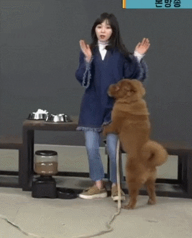 폭주하던 설현네 댕댕이의 최후.gif | 인스티즈