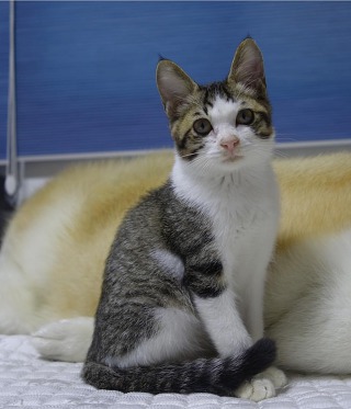 허스키의 고양이 육아일기 | 인스티즈