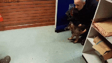 아기 경찰견의 첫 제압 도전.gif | 인스티즈