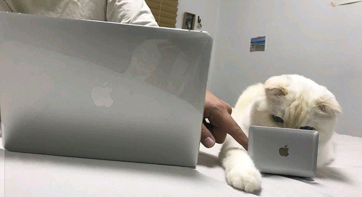 고양이 방해방지용 노트북...jpg | 인스티즈