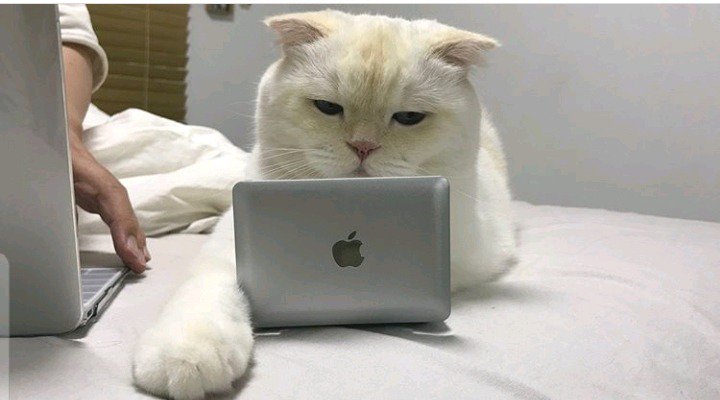 고양이 방해방지용 노트북...jpg | 인스티즈