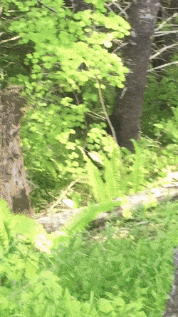 나무 오르는 곰.gif | 인스티즈