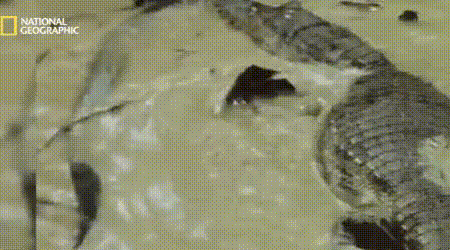 전기뱀장어한테 당하고 있는 악어.gif | 인스티즈